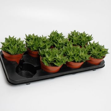 Aloe squarrosa