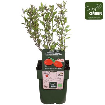 Lycium barbarum INSTANT SUCCESS