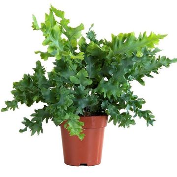 Phlebodium aureum DAVANA