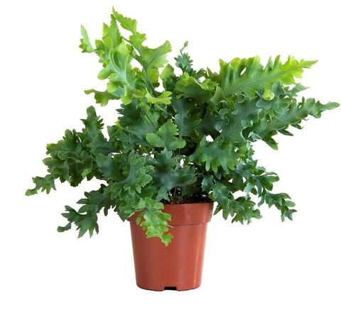 Phlebodium aureum DAVANA