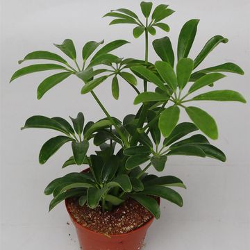 Schefflera arboricola 'Luseana'