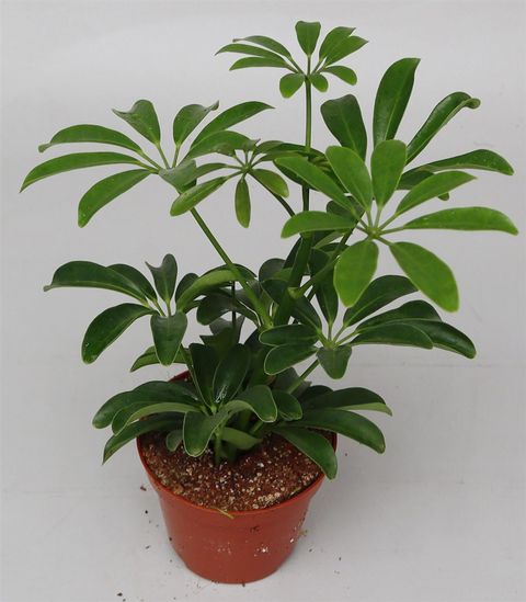 Schefflera arboricola 'Luseana'