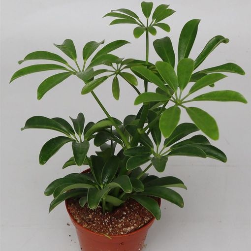 Schefflera arboricola 'Luseana'