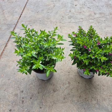 Cuphea hyssopifolia