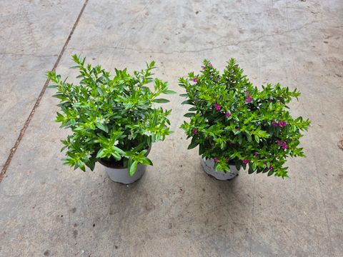 Cuphea hyssopifolia