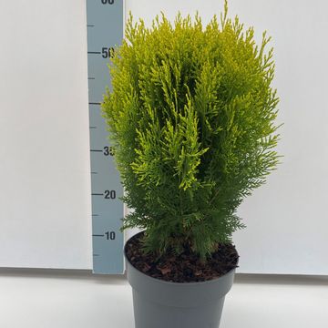 Platycladus orientalis 'Aurea Nana'