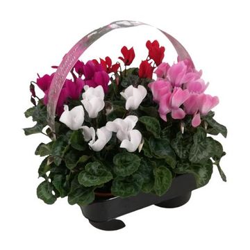 Cyclamen SUPER SERIE VERANO MIX