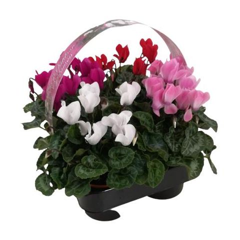 Cyclamen SUPER SERIE VERANO MIX