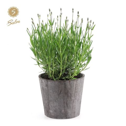 Lavandula angustifolia 'Felice'