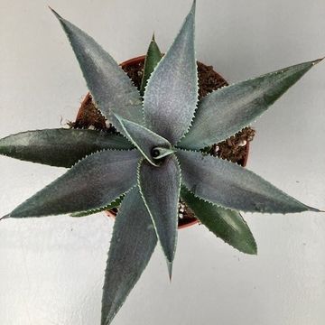 x Mangave 'Silver Fox'