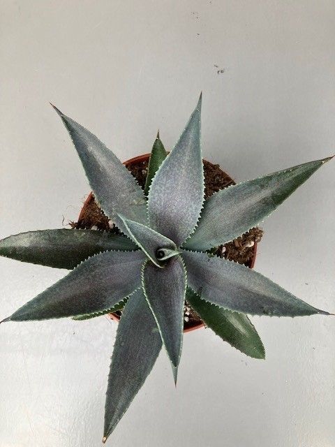 x Mangave 'Silver Fox'