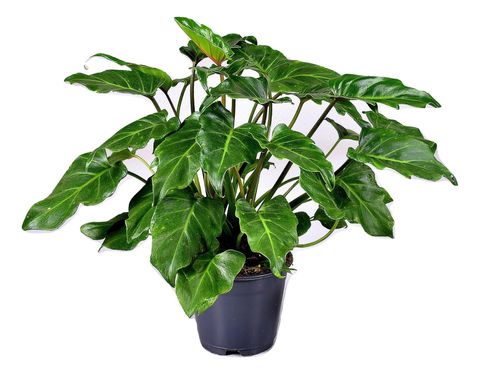 Filodendron 'Shangri La'