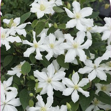 Clematis WHITE ARABELLA (D)