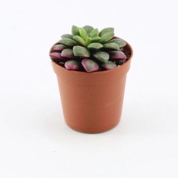 Anacampseros rufescens 'Sunrise'