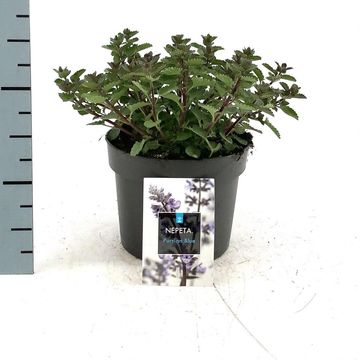 Nepeta 'Purrsian Blue'
