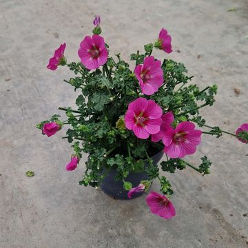 Anisodontea capensis