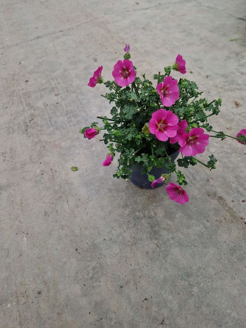 Anisodontea capensis