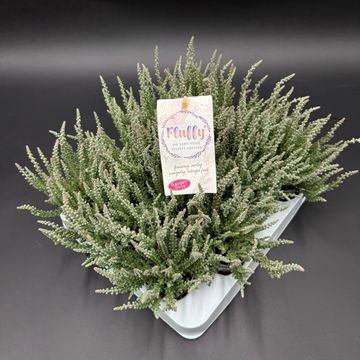 Calluna vulgaris GARDEN GIRLS FLUFFY
