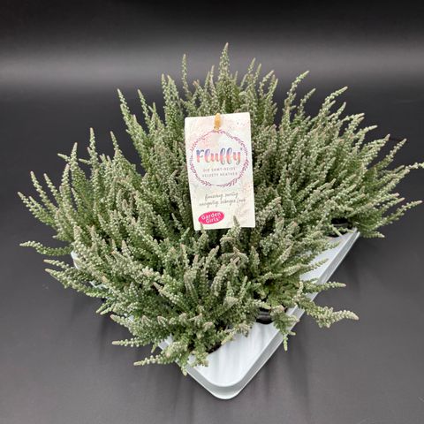 Calluna vulgaris GARDEN GIRLS FLUFFY