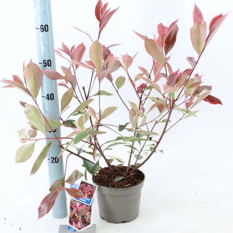 Photinia x fraseri LOUISE