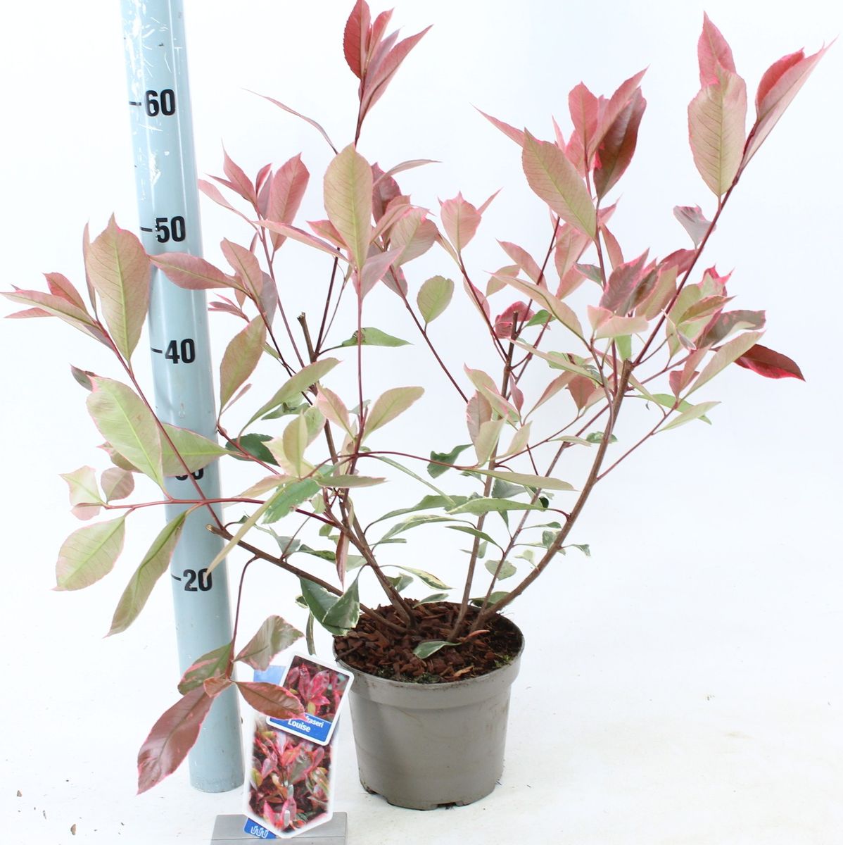 Photinia x fraseri LOUISE  Pflanzengrohandel FlorAccess