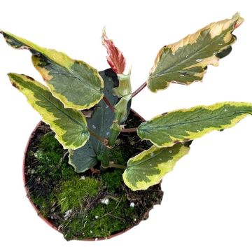 Begonia 'Dainty Spray Sport Variegata'