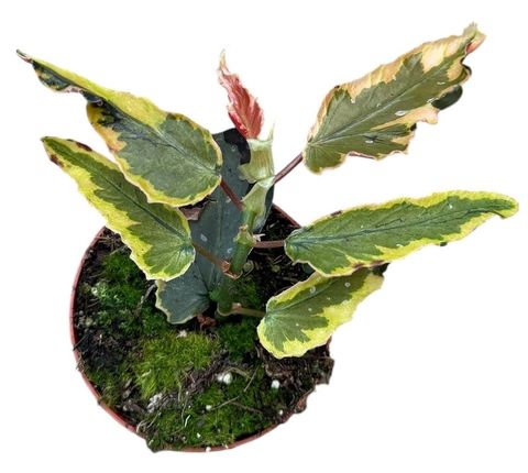Begonia 'Dainty Spray Sport Variegata'