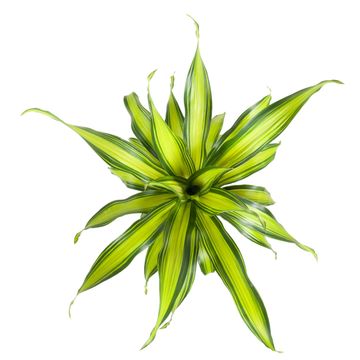 Dracaena fragrans 'Charley'
