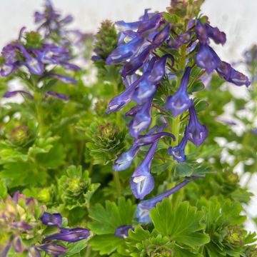 Corydalis calycosa
