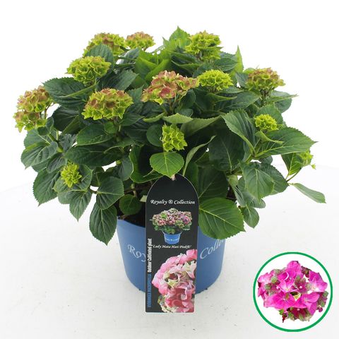 Hydrangea macrophylla ROYALTY COLLECTION LADY MATA HARI
