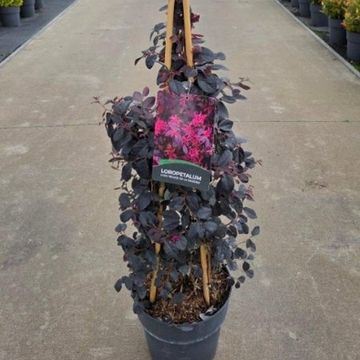 Loropetalum chinense ROUGE DE LA MAJORIE