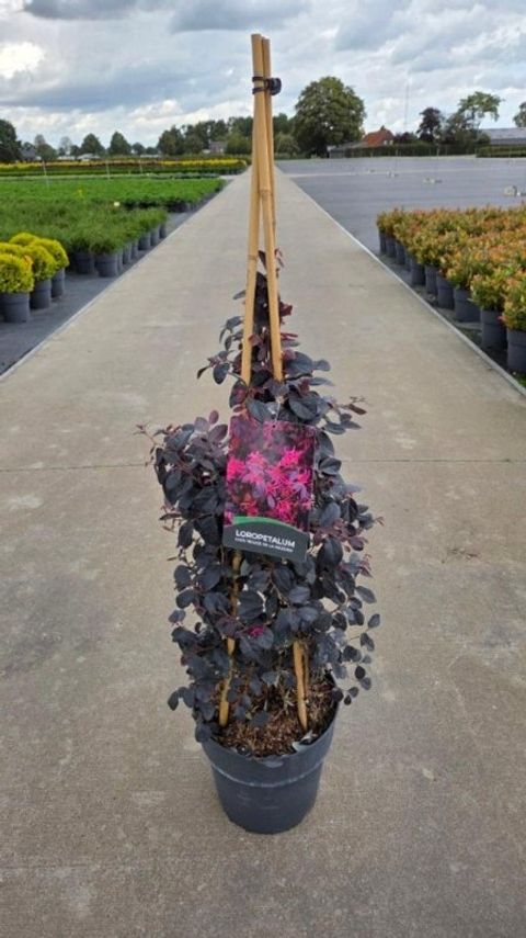 Loropetalum chinense ROUGE DE LA MAJORIE