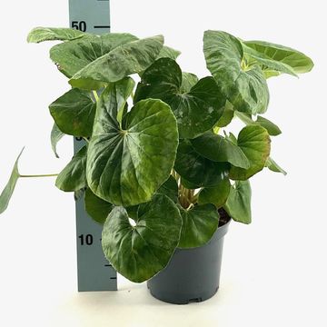 Farfugium japonicum giganteum