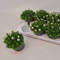 Saxifraga MARTO WHITE