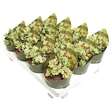 Portulacaria afra 'Variegata'