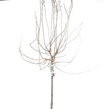 Syringa microphylla 'Superba'