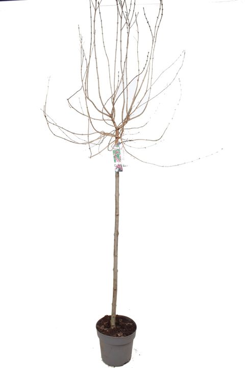 Syringa microphylla 'Superba'