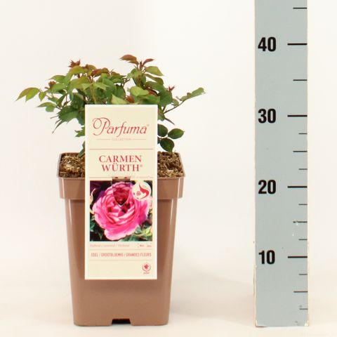 Rosa CARMEN WÜRTH