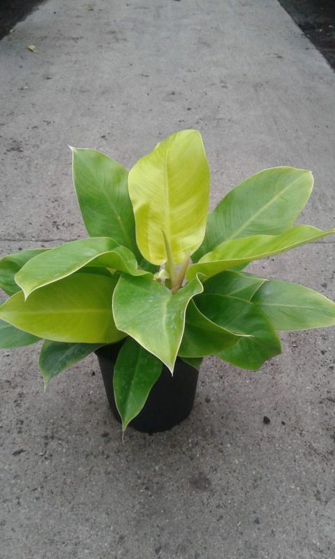 Philodendron 'Moonlight'