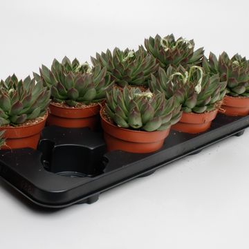 Echeveria agavoides 'Lipstick'