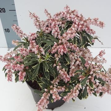 Pieris japonica RALTO ROSE