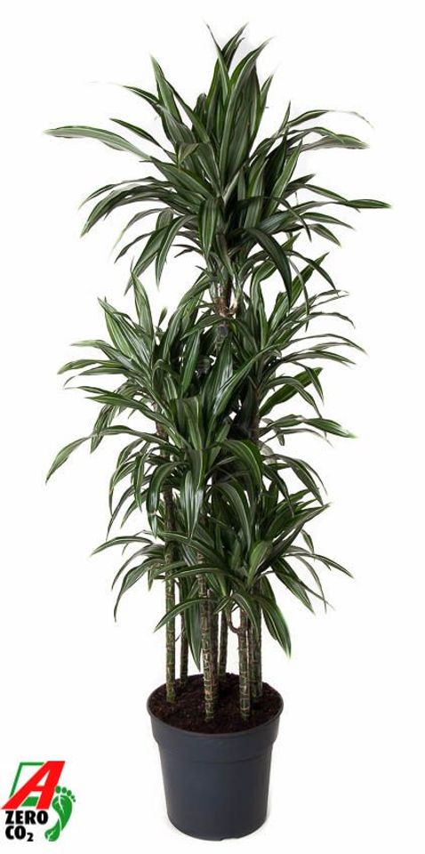 Dracaena fragrans 'Ulises'