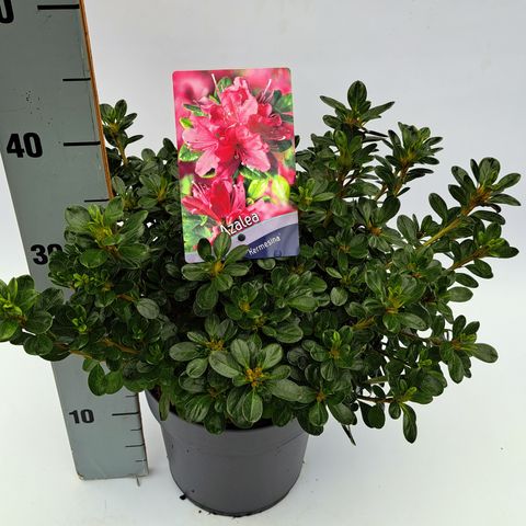 Rhododendron 'Kermesina'