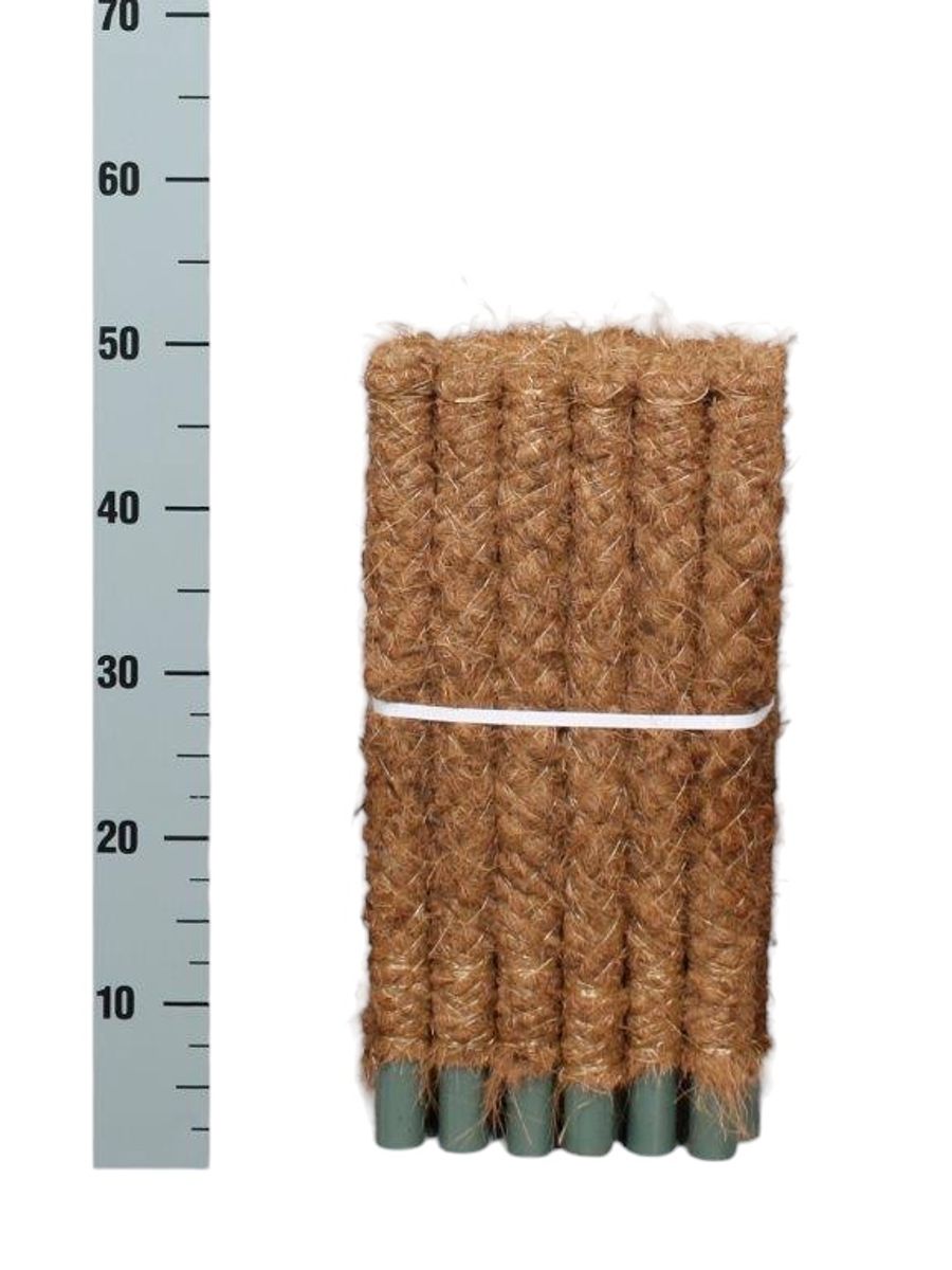 Moss pole — Plant Wholesale FlorAccess