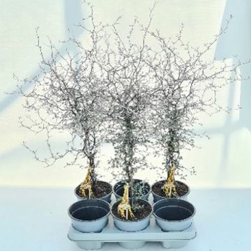 Corokia cotoneaster