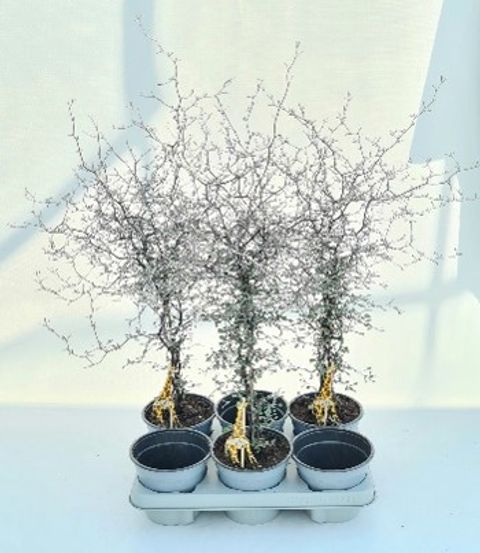 Corokia cotoneaster