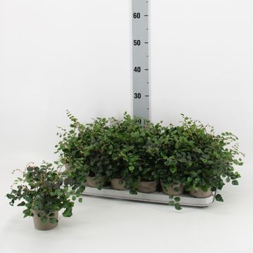 Pellaea rotundifolia