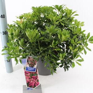 Pieris japonica 'Passion' (About Plants Zundert BV)