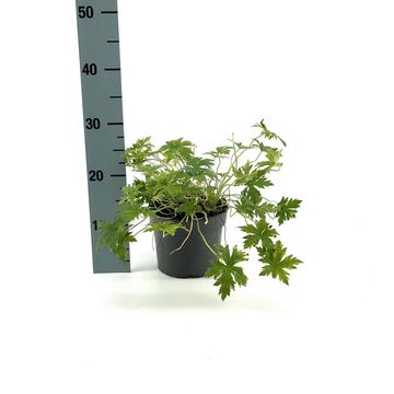 Geranium x oxonianum 'Rose Clair'