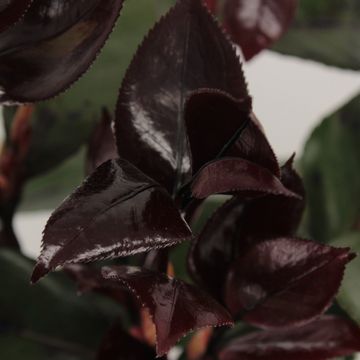 Camellia japonica FEMME FATALE